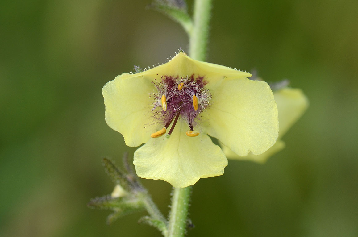 Verbascum blattaria bianco
